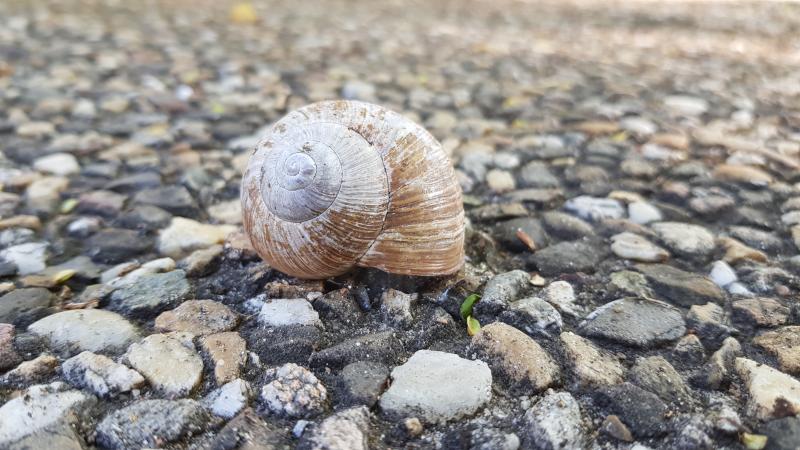 Schnecke auf dem Weg