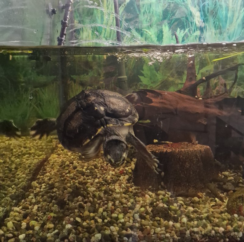 Bob war über viele Jahre fester Bestandteil einer unserer Wohngruppen.