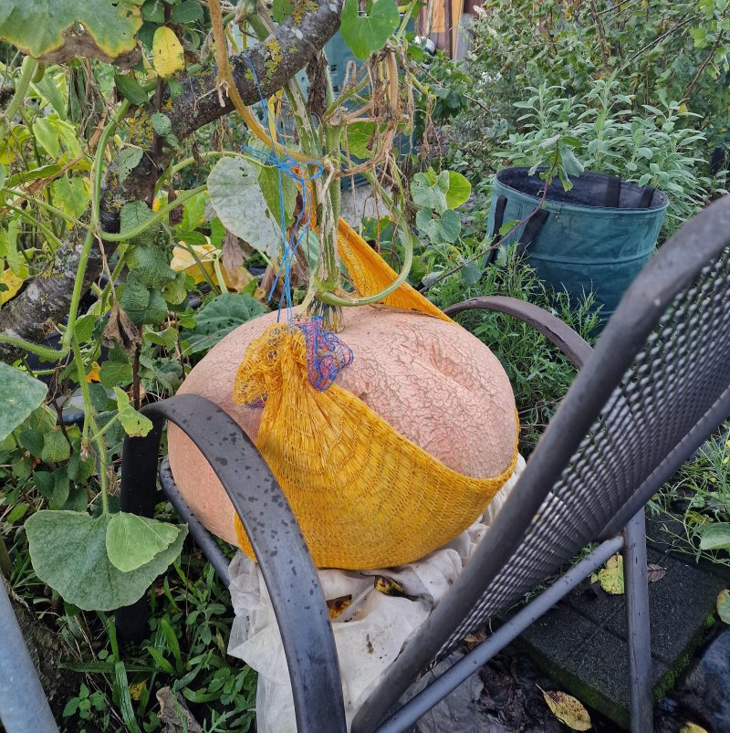 20 Kilogramm brachte der Kürbis auf die Waage. Beim Wachsen musste er sogar auf einen Stuhl gesetzt werden, damit er nicht von selbst abreißt und zerbricht
