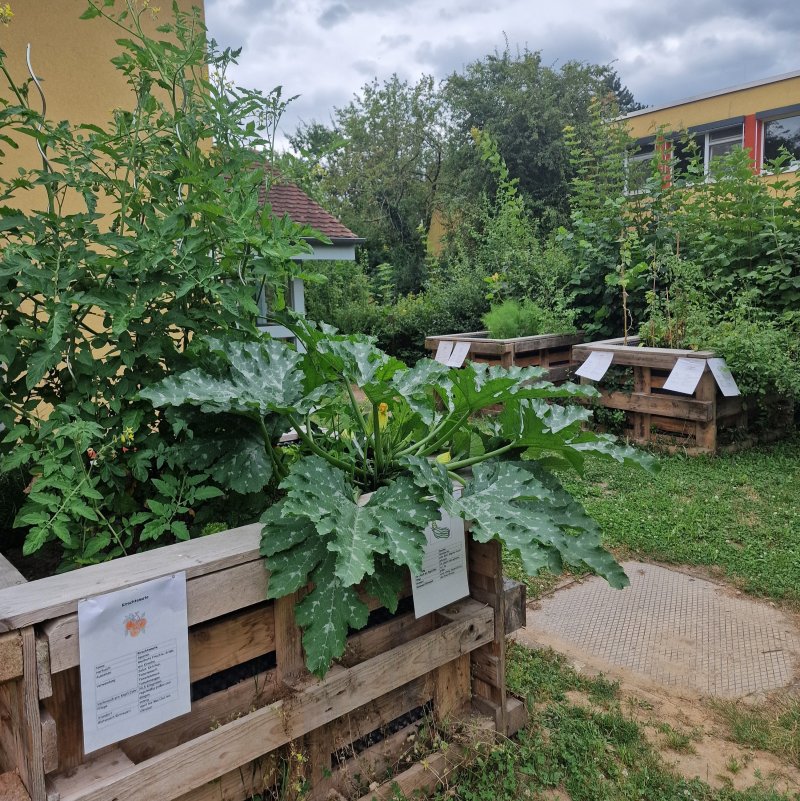 In diesem Jahr legten Schülerinnen und Schüler unserer Realschule einen neuen Schulgarten an.